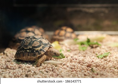 Small pet tortoise eating lettuce in a pet shop tank - Shutterstock ID 186143771