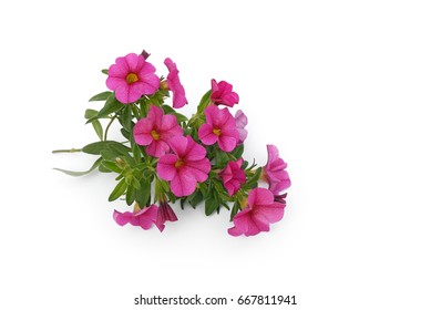 Small Petunia