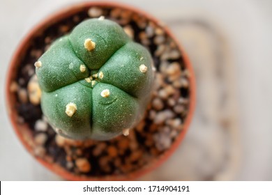 Small Peyote Button Cactus Grows In Small Pot At A Legal Peyote Farm In South Texas, U.S.A.