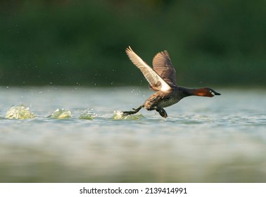 Small Pheasant Duck Photographed When Immersed Stock Photo 2139414991 ...