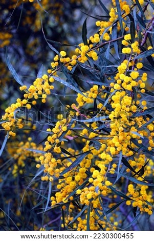 Small Philippine acacia, or Acacia confusa yellow flowers on a tree