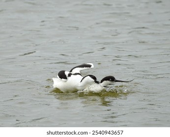 The small Pied Avocet birds wade in the shallow waters of a pond - Powered by Shutterstock