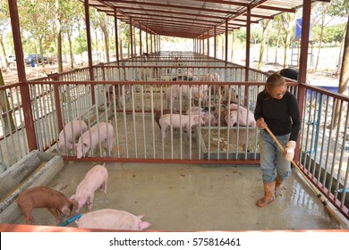 Small Pig In The Farm And Women Cleaning The Pig Farm. 
