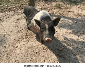 Small Pig In The Forest