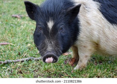 A small pig of the mini pig breed grazes on the grass. The pig looks straight into the frame. Head close-up.