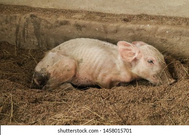 Small pig is sick Lying on the farm