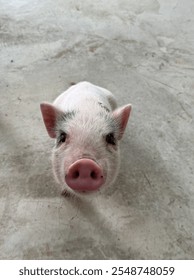 Small pig staring at camera