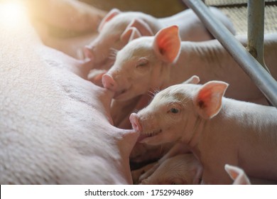 Small Piglet Is Eating Milk From The Mother Pig In The First 24 Hours In Order To Receive Colostrum.