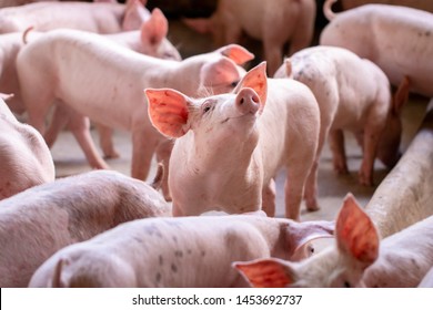 A small piglet in the farm. group of mammal waiting feed. swine in the stall. 
Popular animals raised around the world for meat consumption and business trading. (Sus scrofa domesticus) - Shutterstock ID 1453692737