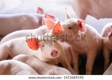 A small piglet in the farm. group of mammal waiting feed. swine in the stall. Popular animals raised around the world for meat consumption and business trading. (Sus scrofa domesticus)