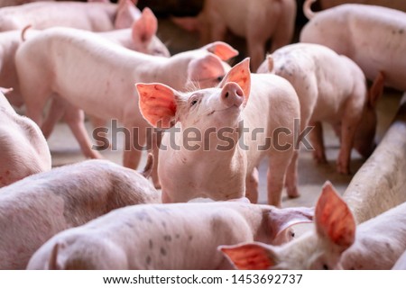 A small piglet in the farm. group of mammal waiting feed. swine in the stall. 
Popular animals raised around the world for meat consumption and business trading. (Sus scrofa domesticus)