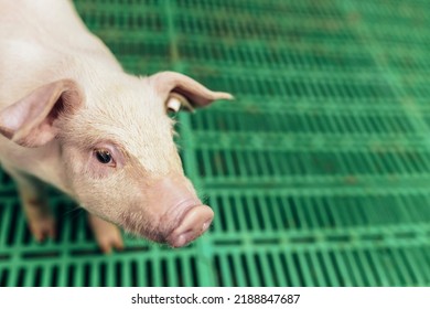 Small Piglet In The Farm. Pig Indoor Waiting Feed. Swine In The Stall. 