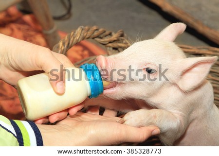 Small Piglet Feeding Milk From Baby Bottle