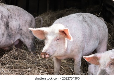 567 Pig mouth open Images, Stock Photos & Vectors | Shutterstock