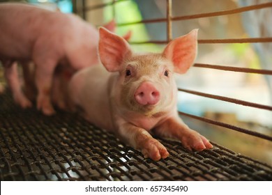 Small Piglet Sleep In The Farm. Group Of Pig Indoor Waiting Feed. Swine In The Stall. Close Up Eyes And Blur.