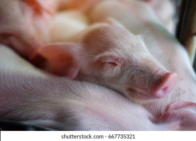 Small Piglet Sleep In The Farm. Group Of Pig Waiting Feed. Swine In The Stall. Close Up Eyes And Blur.