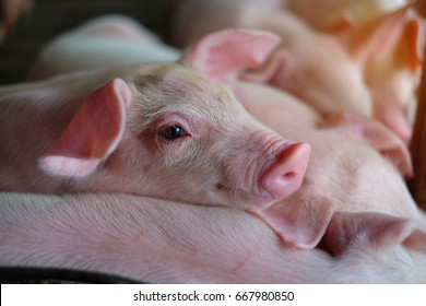 Small piglet sleep in the farm. Group of Mammal indoor waiting feed. swine in the stall. Close up eyes and blur. - Powered by Shutterstock