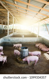 Small Piglet Stable Are Eating And Growing On The Farm, Is A Pork Industry