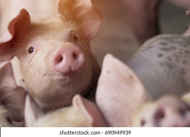 Small piglet waiting feed in the farm. swine in the stall. Close up eyes and blur. Portrait animal.