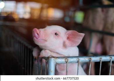 Small Piglet Waiting Feed. Pig Indoor On A Farm Yard In Thailand. Swine In The Stall. Close Up Eyes And Blur.