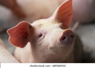 Small piglet waiting feed. Pig indoor on a farm yard in Thailand. swine in the stall. Close up eyes and blur. Portrait animal.