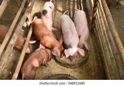 Small Pigs Eating. 