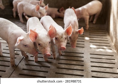 Small Pigs In The Farm