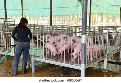 Small Pigs In The Farm Eating Food. Indoor On The Clean Farm. Happy Running Around And Eating. A Women Cleaning The Pig Farm In Thailand. 