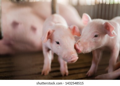 Small Pigs At The Farm,swine In The Stall. Meat Industry. Piglets Newborn With Mother Pigs Eating Milk.