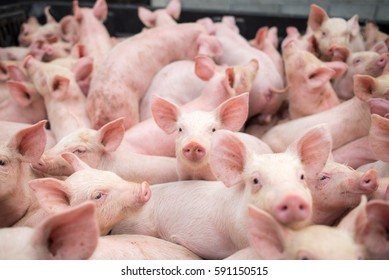 Small Pigs At The Farm,swine In The Stall. Meat Industry.