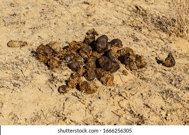 163 Camel dung Images, Stock Photos & Vectors | Shutterstock