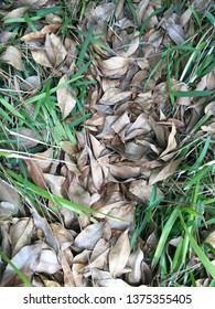 Small Pile Of Dead Leaves In Some Grass On A Local Street In Fullerton, CA.