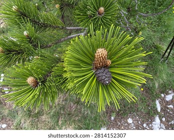 A small pine  cone . 