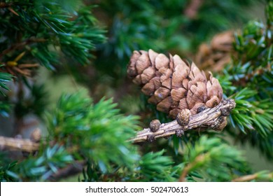 small pine cone