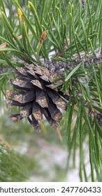 small pine cone with needles on a branch close-up