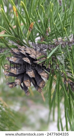 small pine cone with needles on a branch close-up
