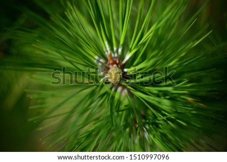 Similar – Pine cones Tree Detail