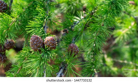 small pine cones close up