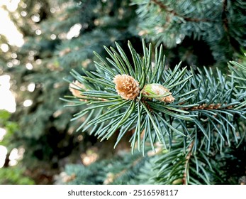 small pine cones on the tree - Powered by Shutterstock