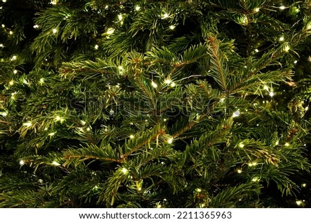 Small pine cones and raindrop on the branches. Blurred pine needles in background. nature picture. Closeup photo of green needle pine tree.