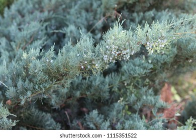 small pine fruits
