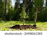 A small pine sapling is planted in rich dark soil in a forest clearing, with a shovel standing nearby ready for the reforestation effort on a sunny day.