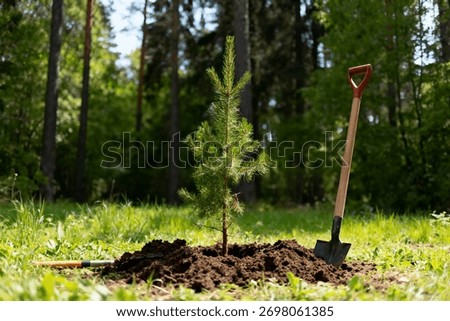 A small pine sapling is planted in rich dark soil in a forest clearing, with a shovel standing nearby ready for the reforestation effort on a sunny day.