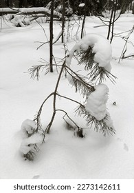 Small pine tree bending under the weight of fresh snow in a quiet winter forest. Concept of fragility, endurance, and nature’s beauty in cold weather. Peaceful monochrome landscape.