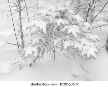 Small pine tree covered in snow. Winter. Fresh snow.