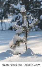 A small pine tree is covered in snow. The snow is piled up on the tree, making it look like a tiny snowman. The image has a peaceful and serene mood, as the snow-covered tree stands alone in the snow