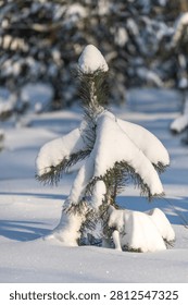 A small pine tree covered in snow. The snow is piled on the tree and it looks like it's standing tall