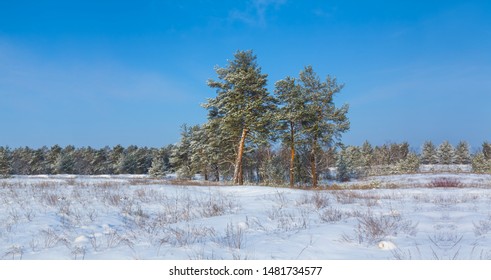 small pine tree grove among the winter snowbound plain, outdoor winter landscape