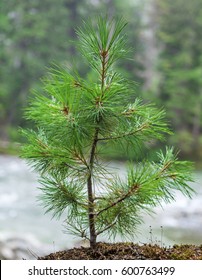 Small Pine Tree Growing