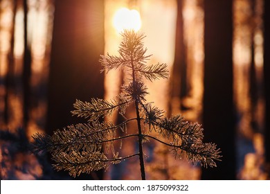 Small pine tree growing in the forest is illuminated by the sun at daybreak